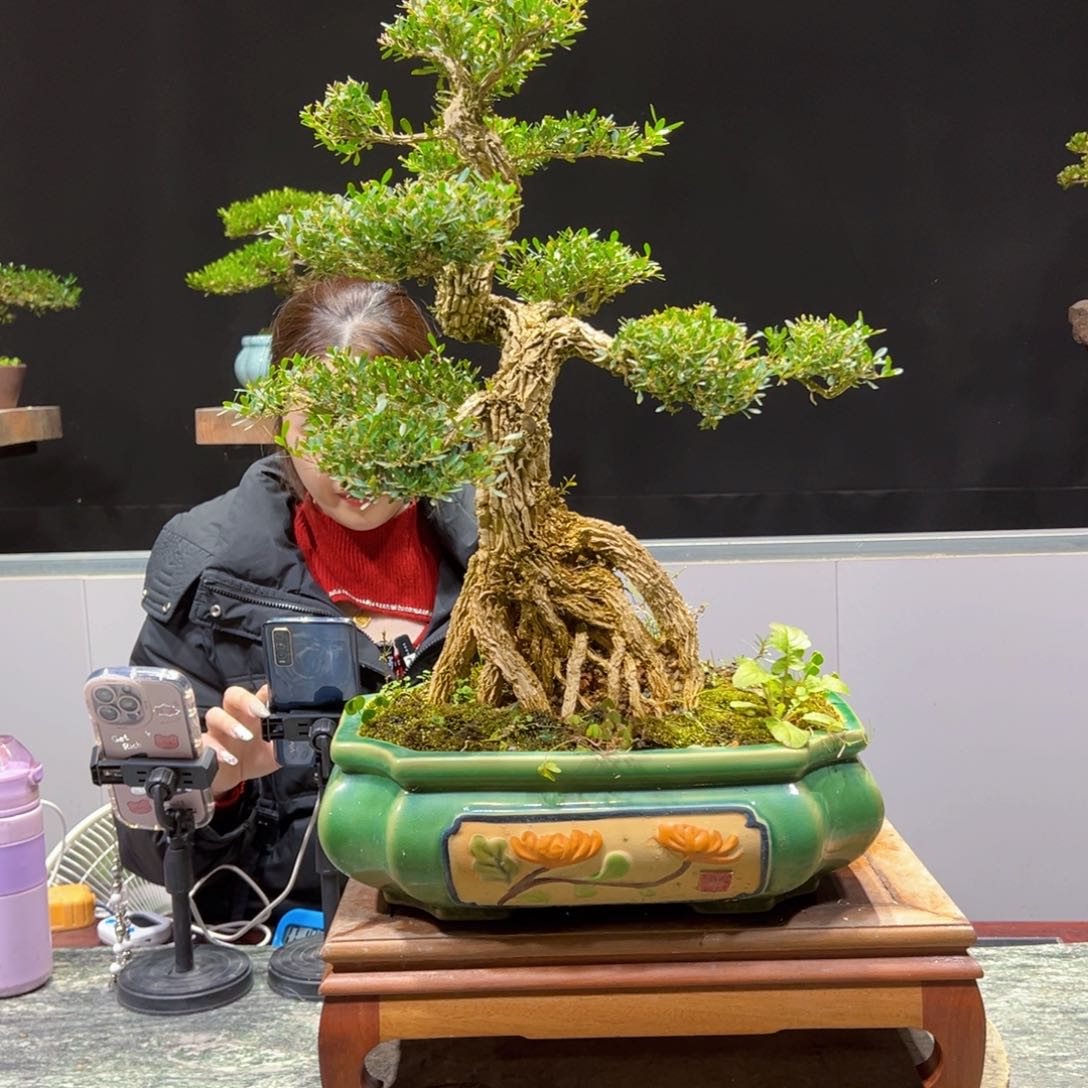 四季常青老桩黄杨盆景