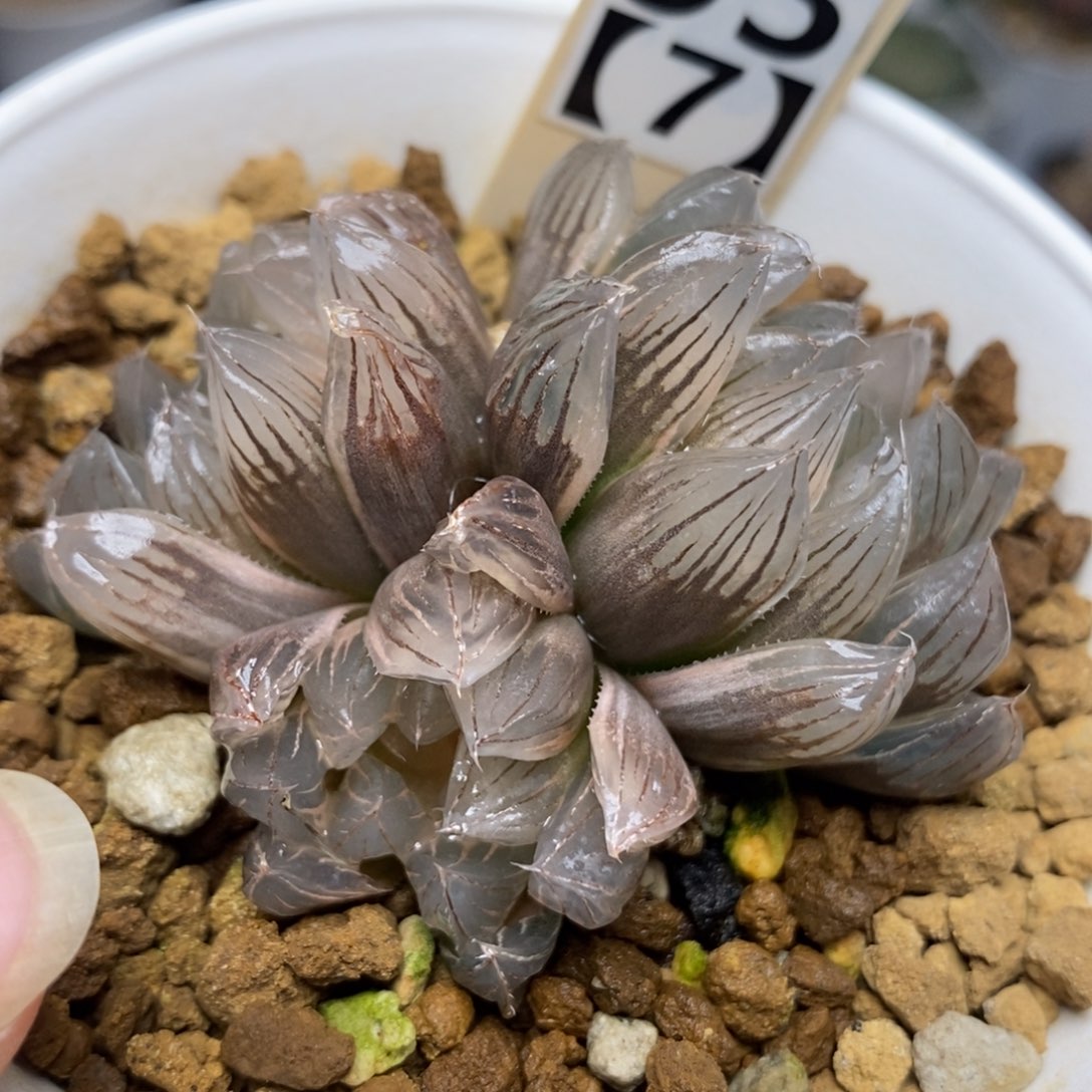 53白糊斑霓虹灯玉露锦