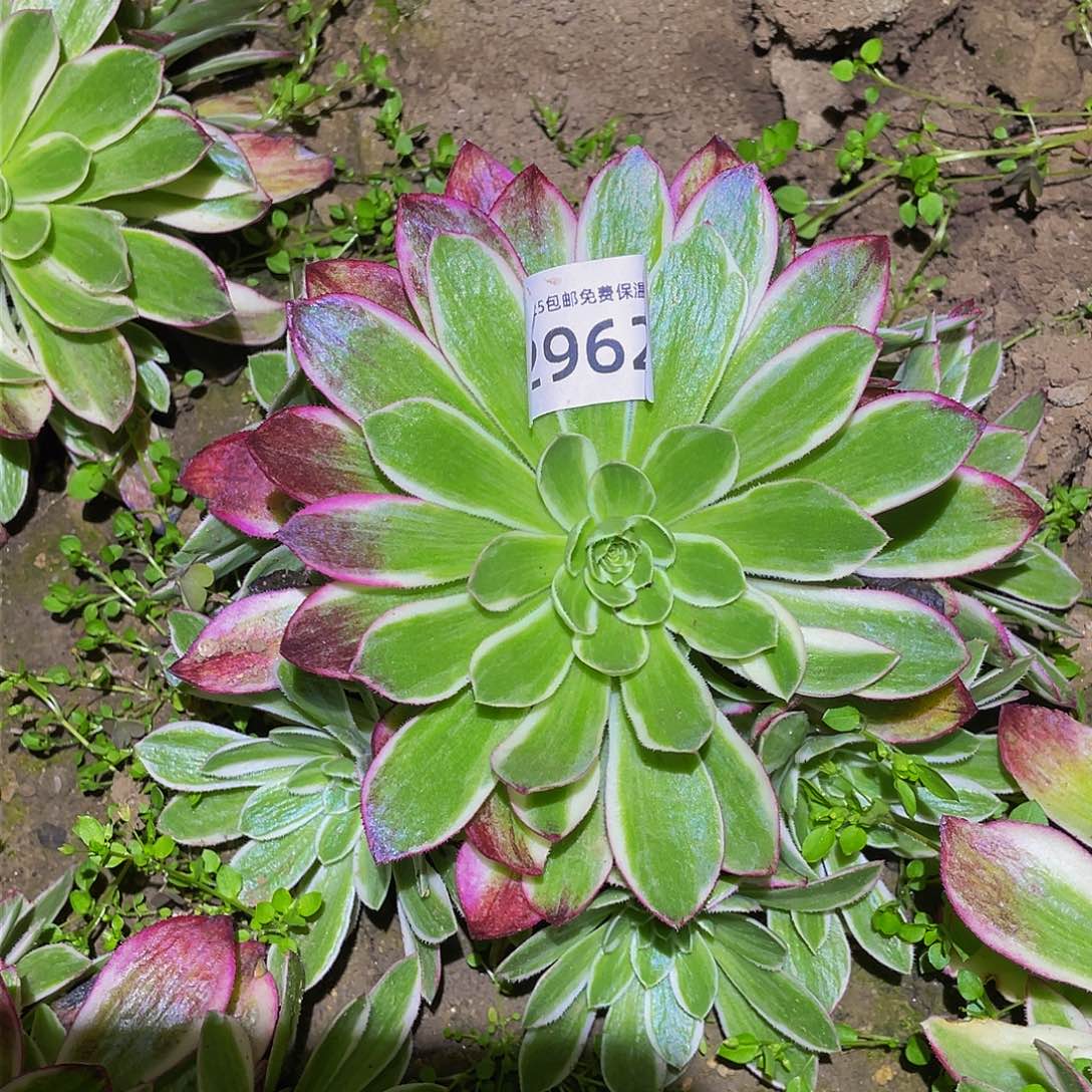 2962海仙多肉植物
