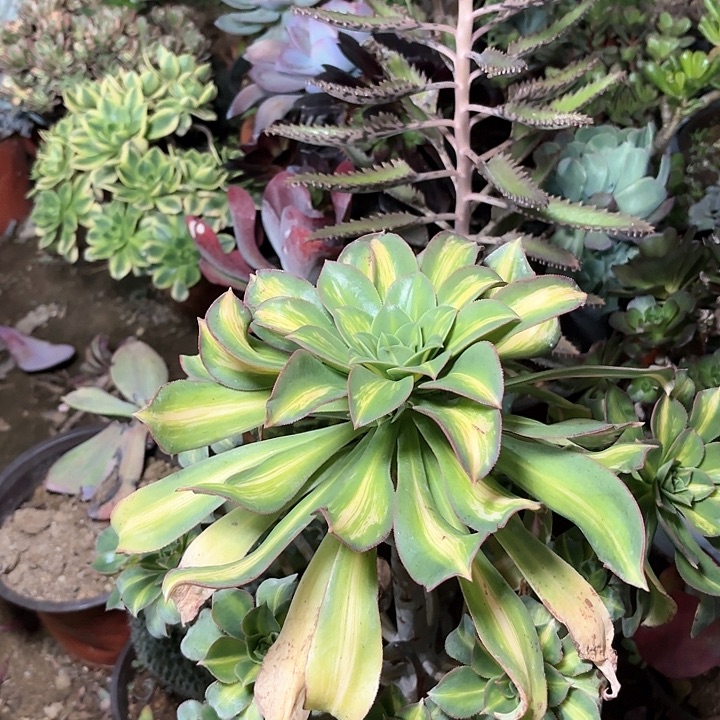 多肉植物黄中斑20