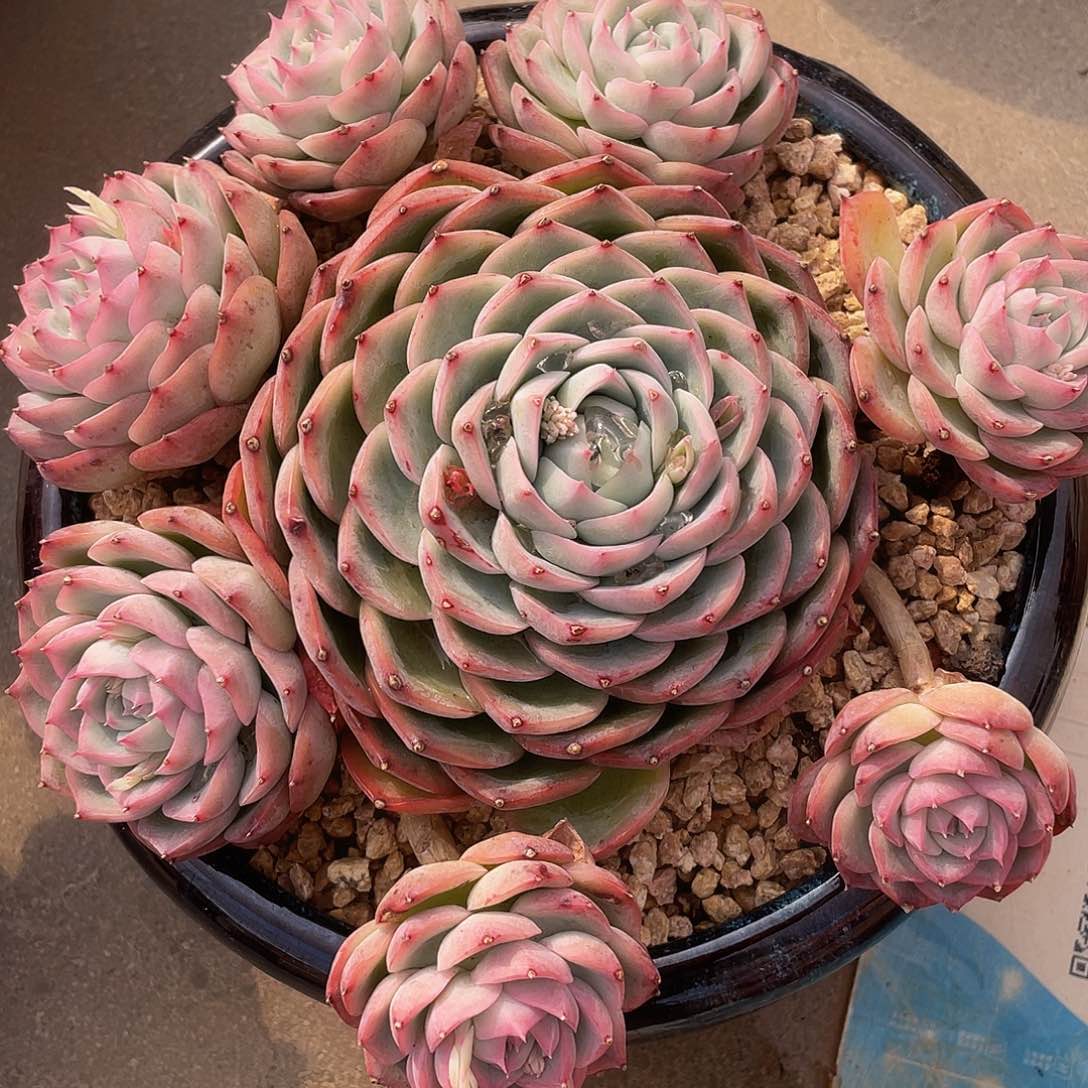 水晶玫瑰多肉多肉