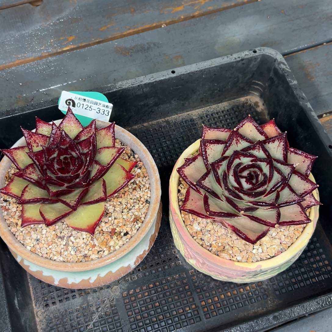 多肉一物一拍0125-333