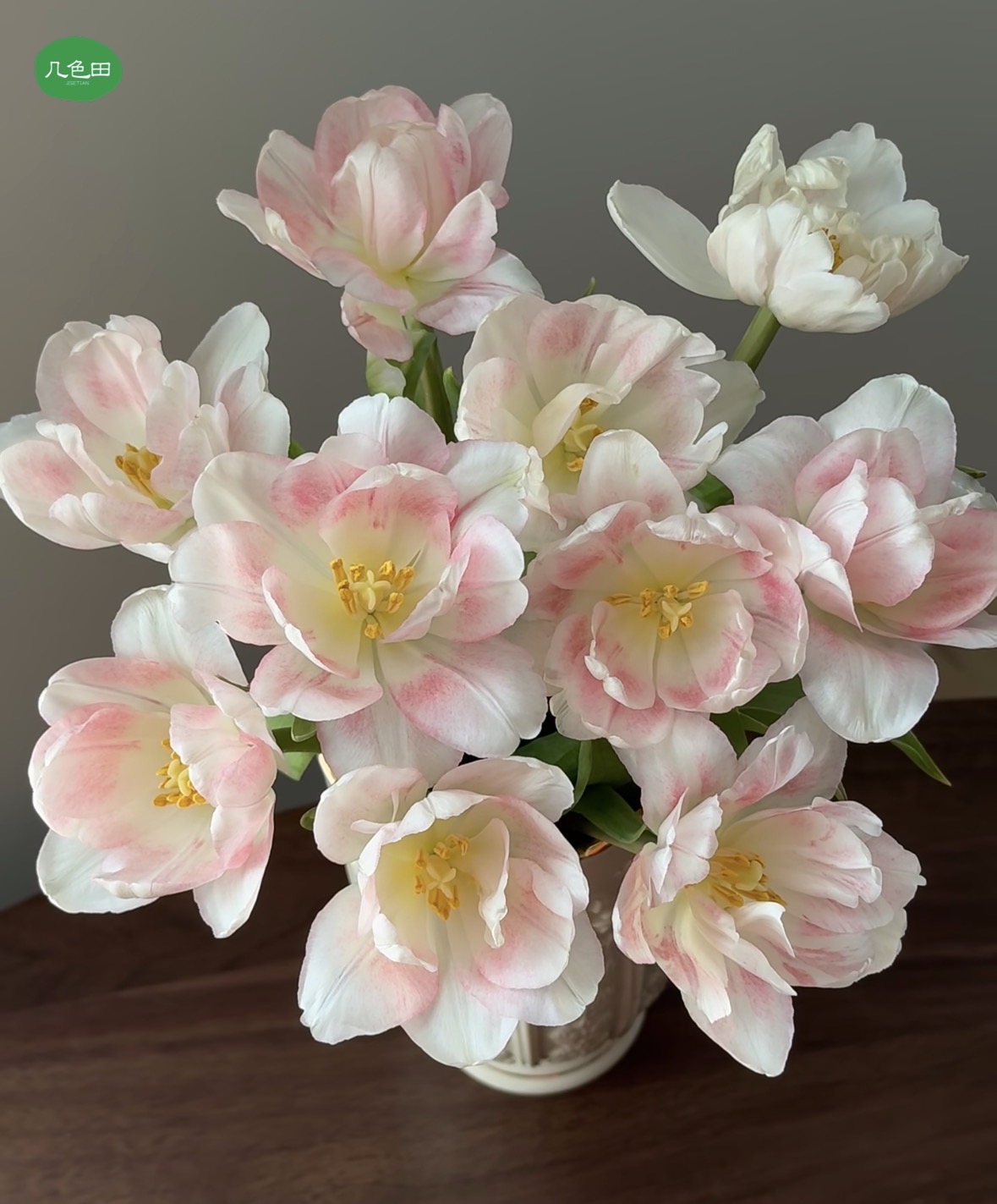 粉白重瓣郁金香----郁金香云南直发鲜花云南花插花鲜花