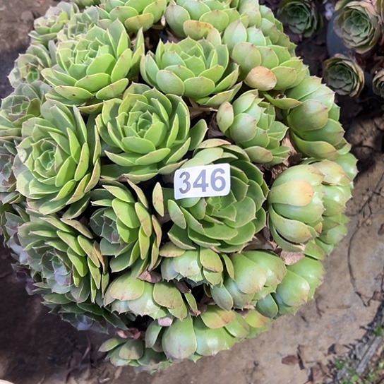 灵***玉多肉植物一个撕拉碗346