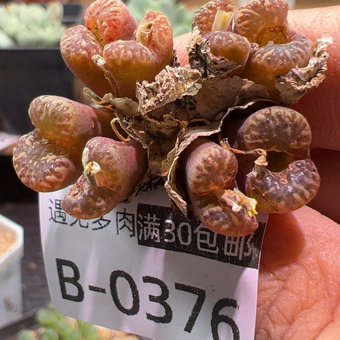 多肉植物111111111111