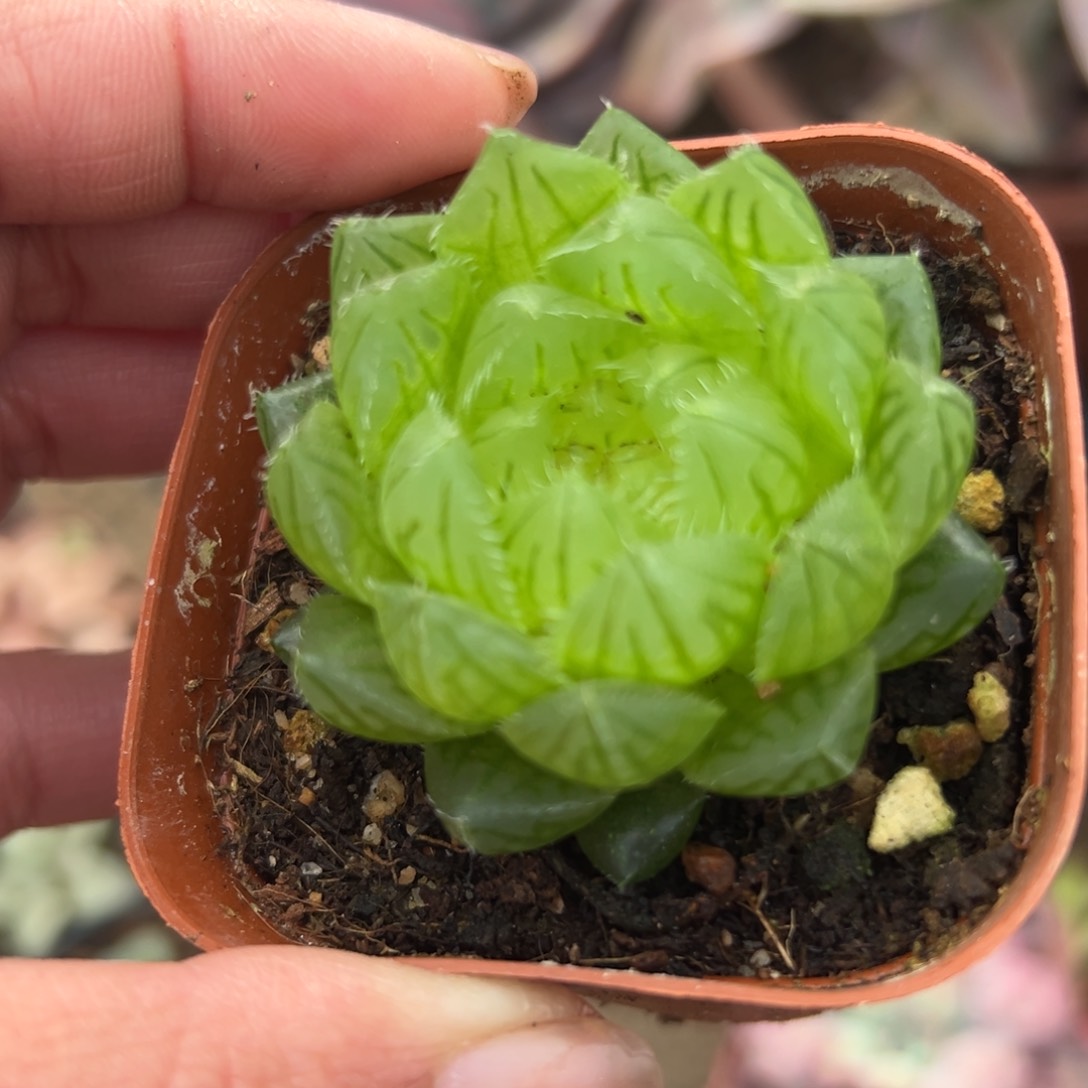 多肉植物多肉植物