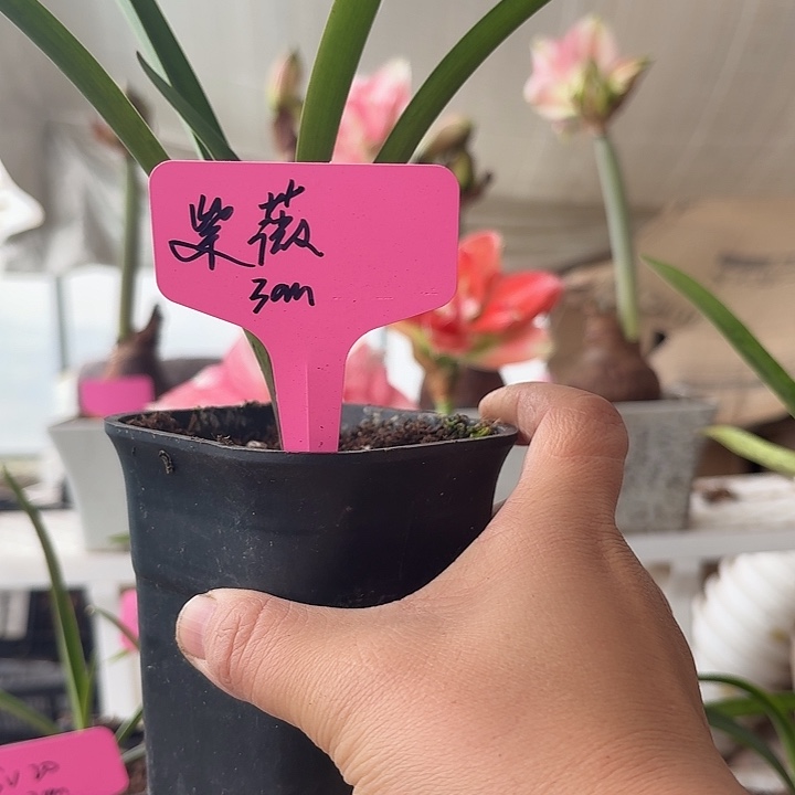 无花朵紫薇朱顶红直径3cm