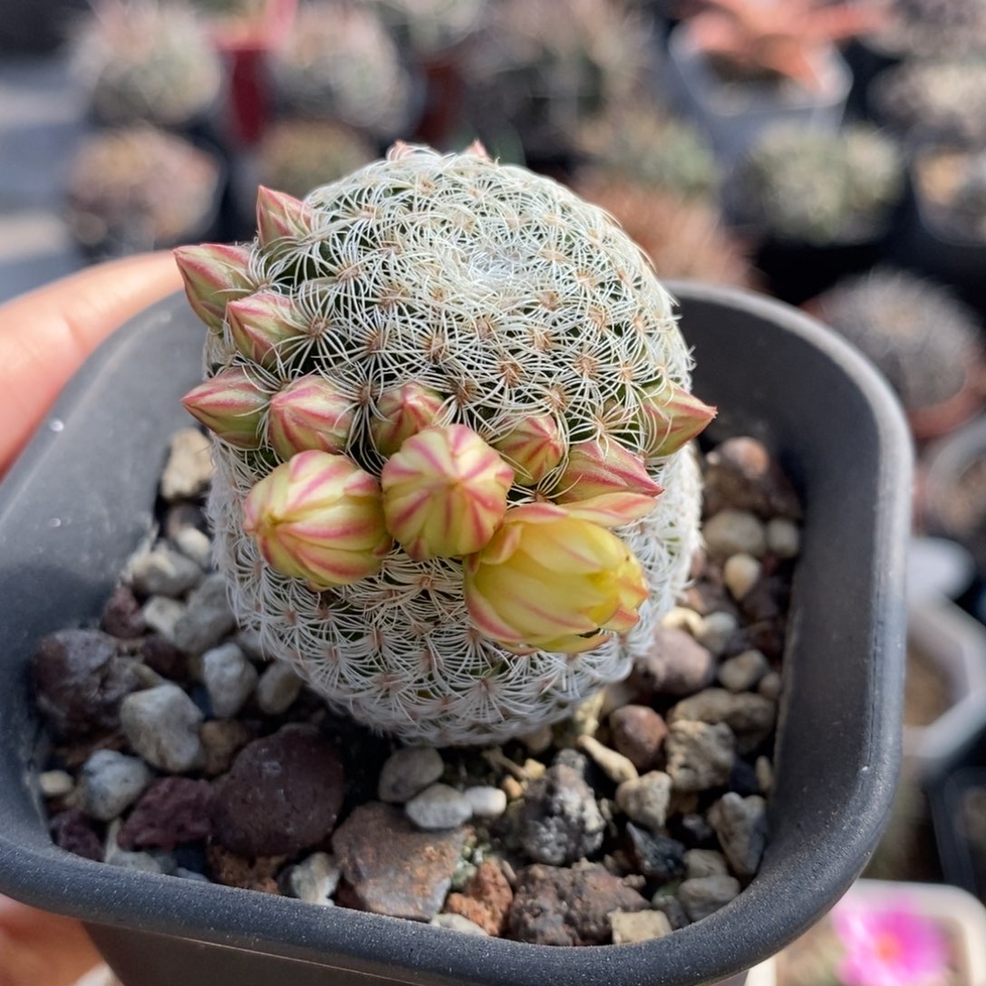 白子法师植播园艺