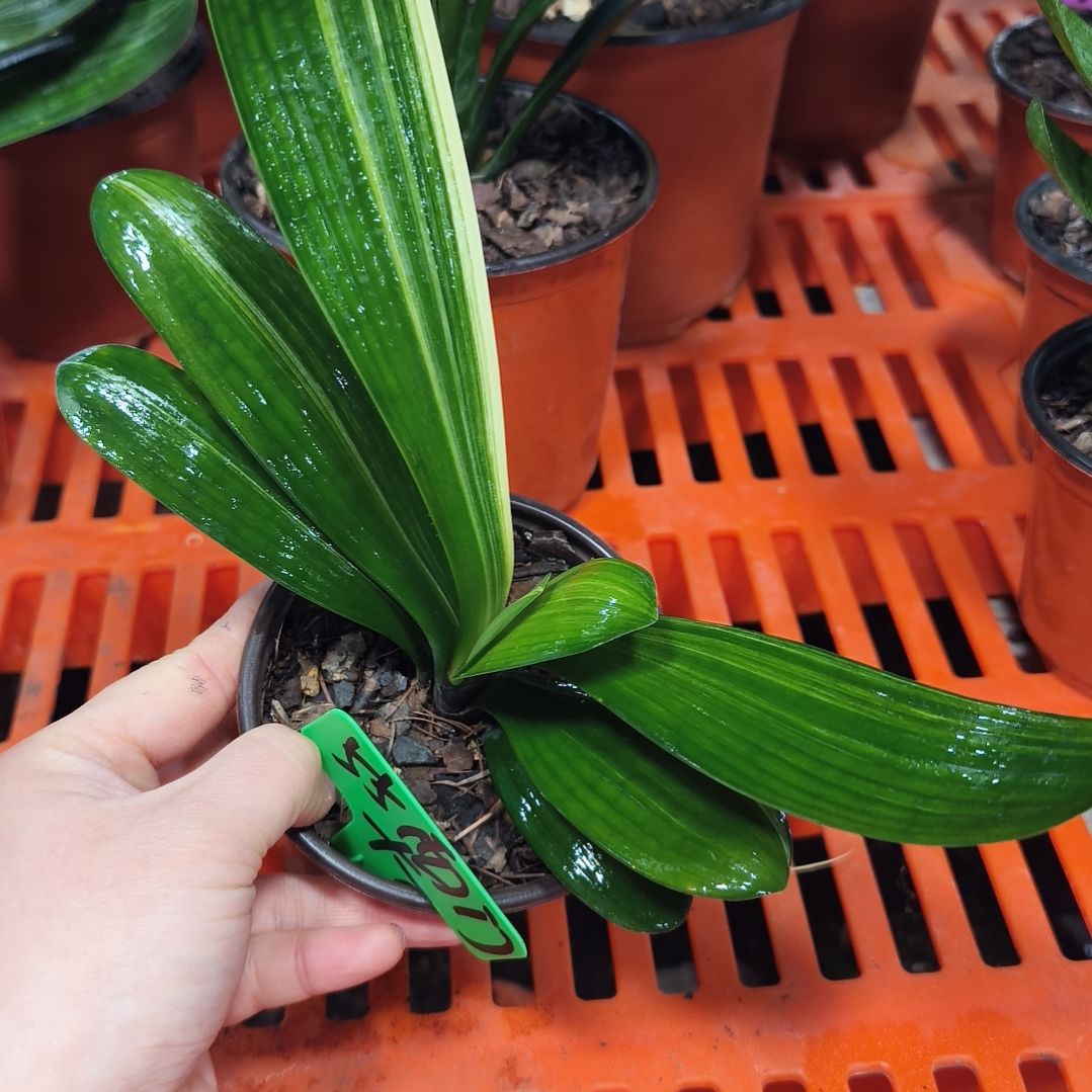 西***5无花朵君子兰直播带货王