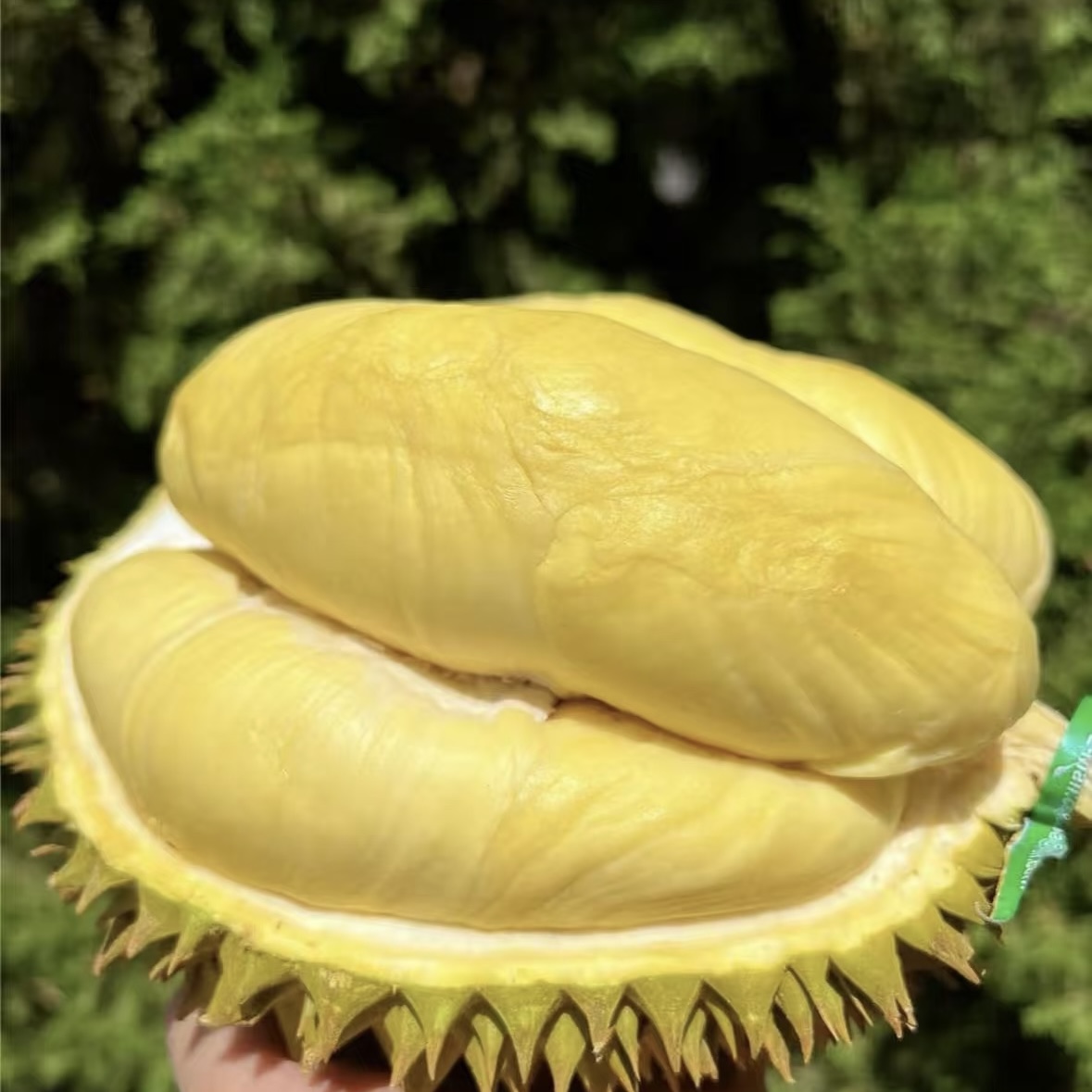 泰国金枕新鲜带壳果肉软糯香甜核小肉厚2-10斤1号