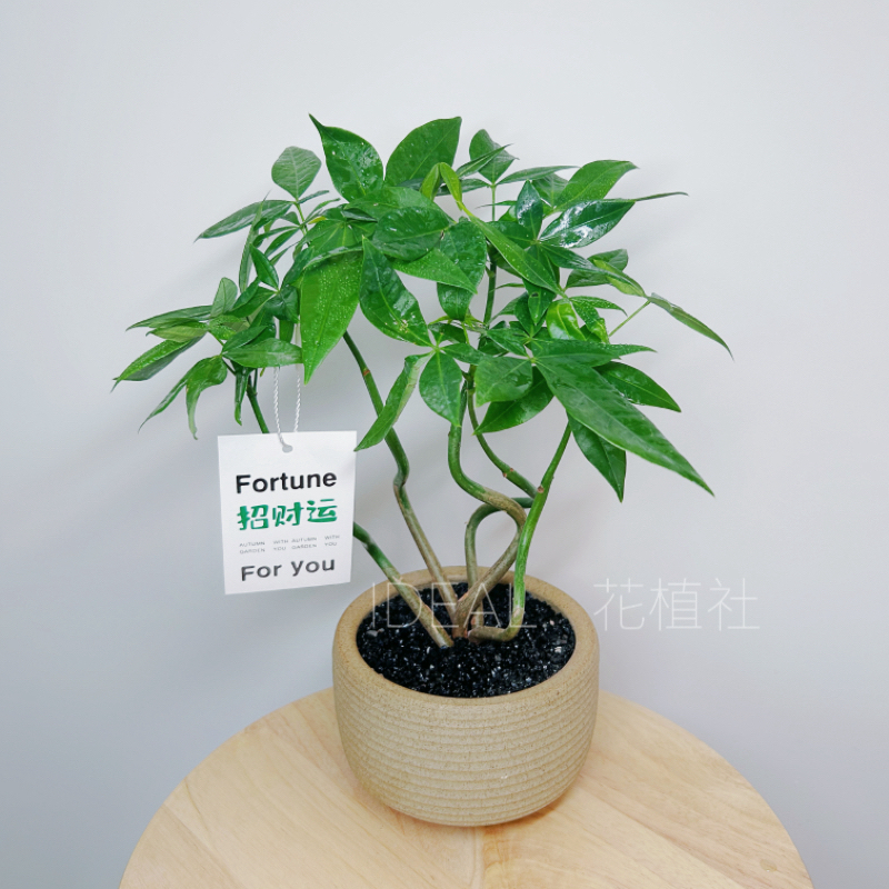 奇趣摆件造型五福发财树室内桌面绿植绿植盆栽耐阴耐干净化空气