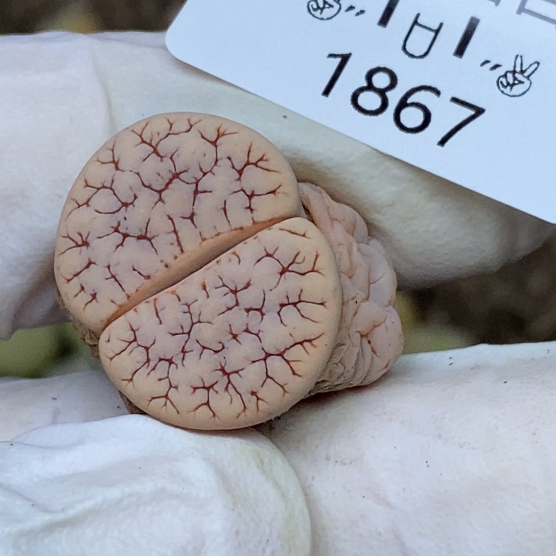 1867。零下拍保温.18包邮.当天凑哦