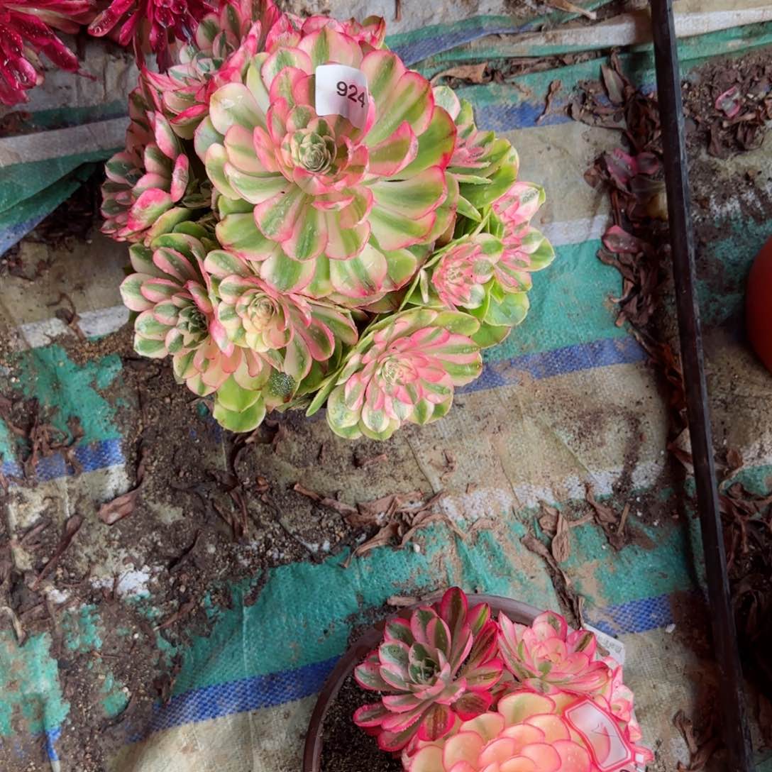 荔枝法师多肉924寄养