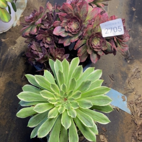 两盆多肉植物2705