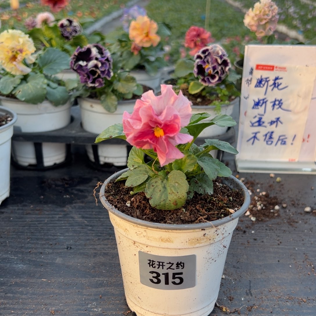 少量花朵（建议范围：2朵-5朵 或40%以下）315号