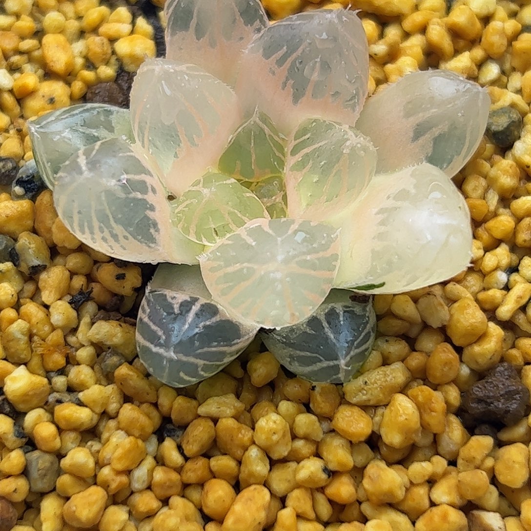 糊斑龙爪锦十二卷多肉