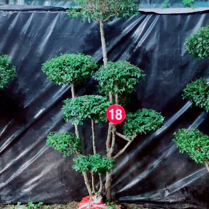 无花朵一物一拍一个一个