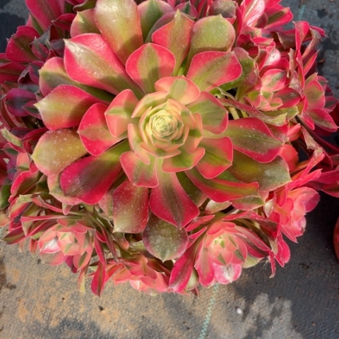 多肉植物香妃锦。