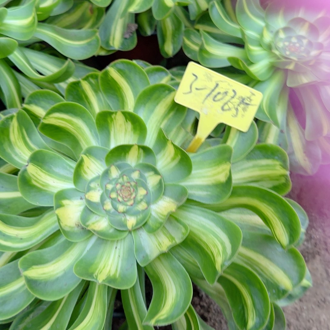 下****福3-1025多头多肉植物