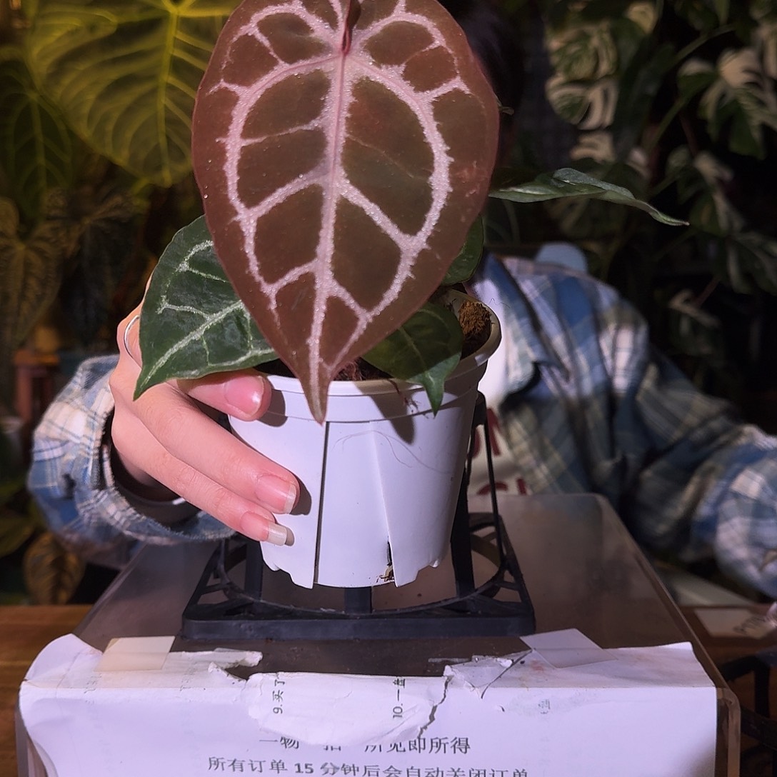 不开花植物A181红骑士杂撕裂纹