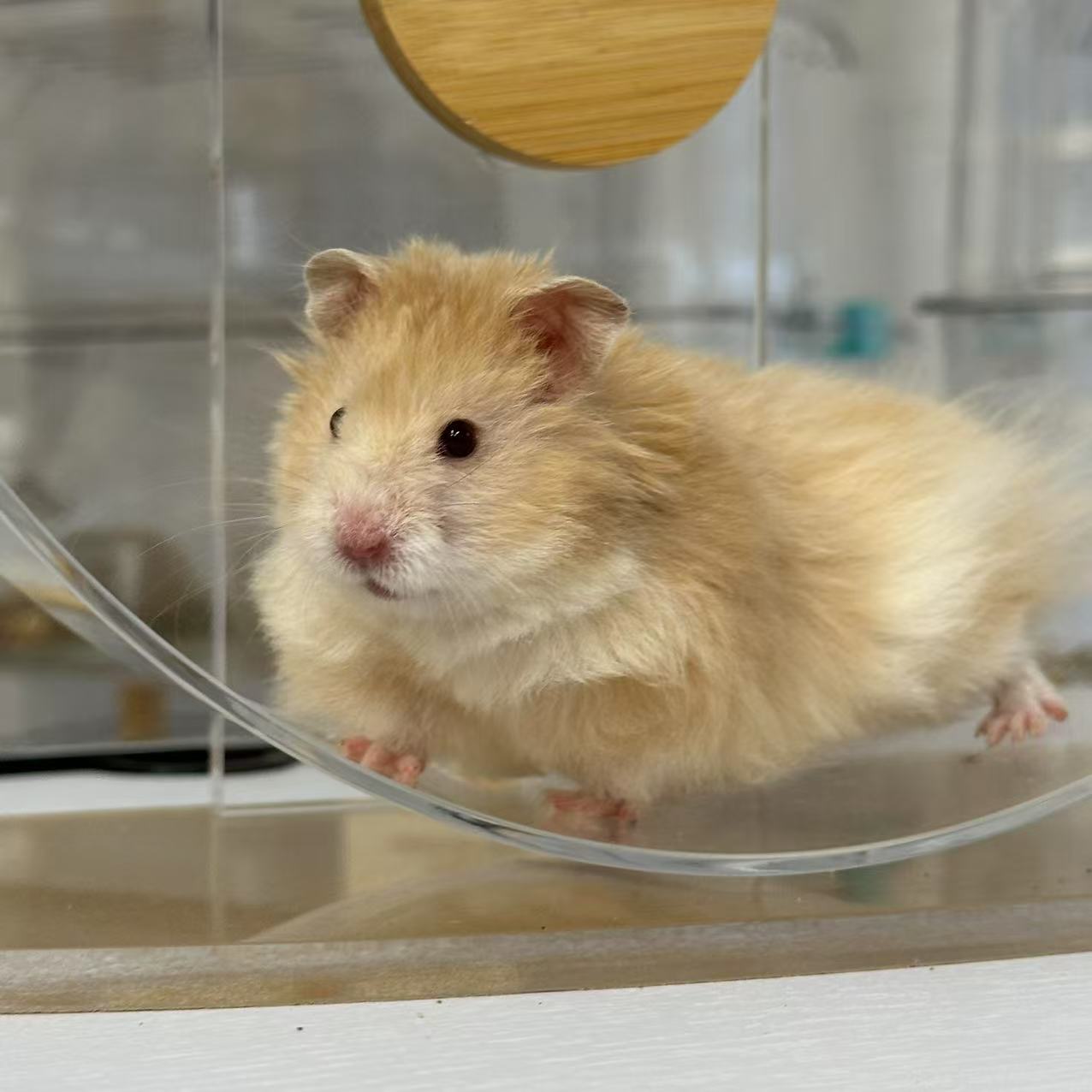 【直接可拍/房号17】‘巧波’直毛弟弟金丝熊仓鼠5月2号生日包活