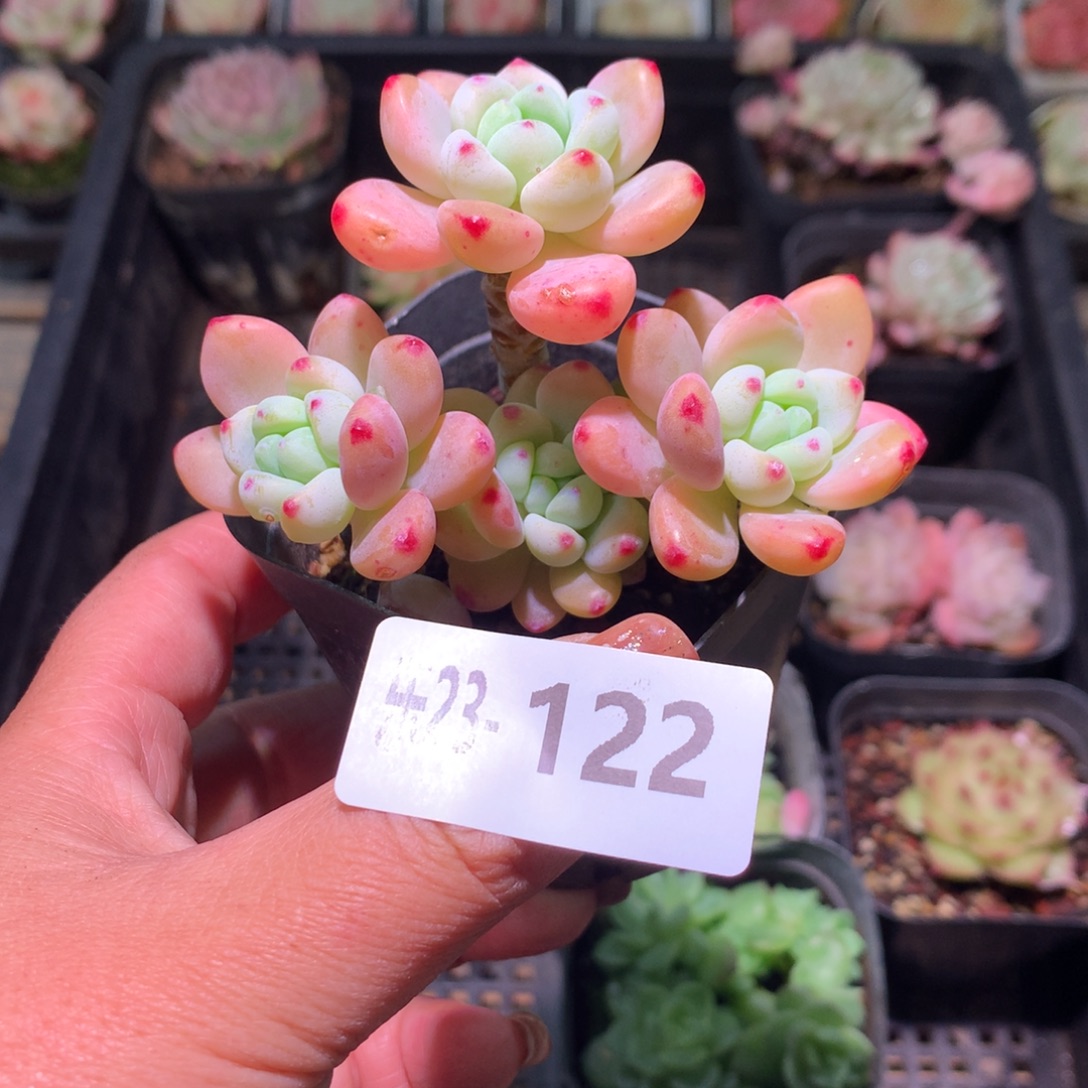 乐然23-122 劳尔群