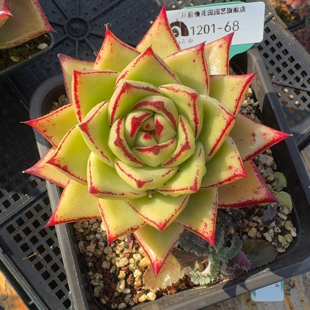 从前慢多肉精选编号1201.68