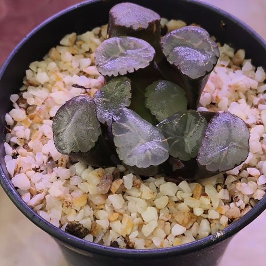 万象哈哈哈哈哈哈哈