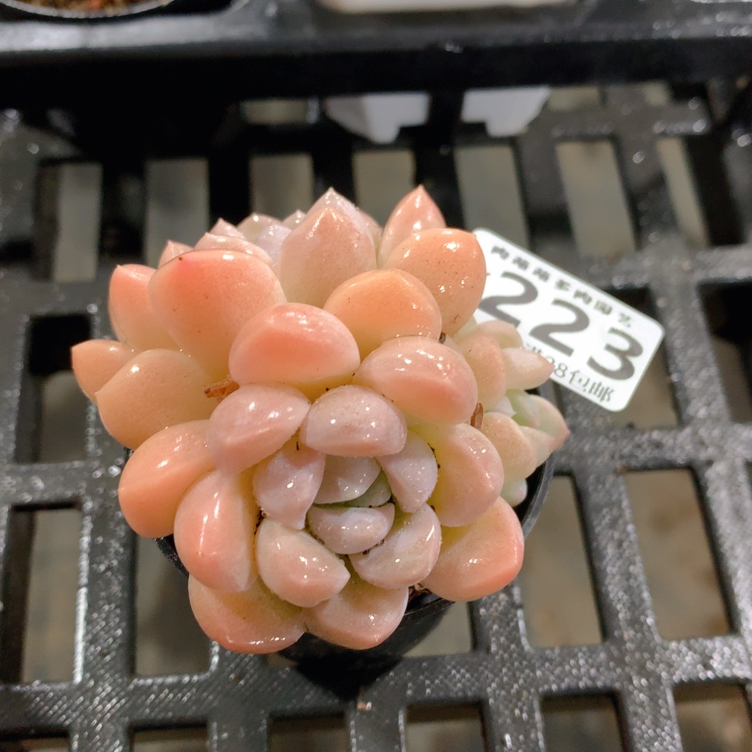 肉萌萌拇指盆精控多肉ZK223