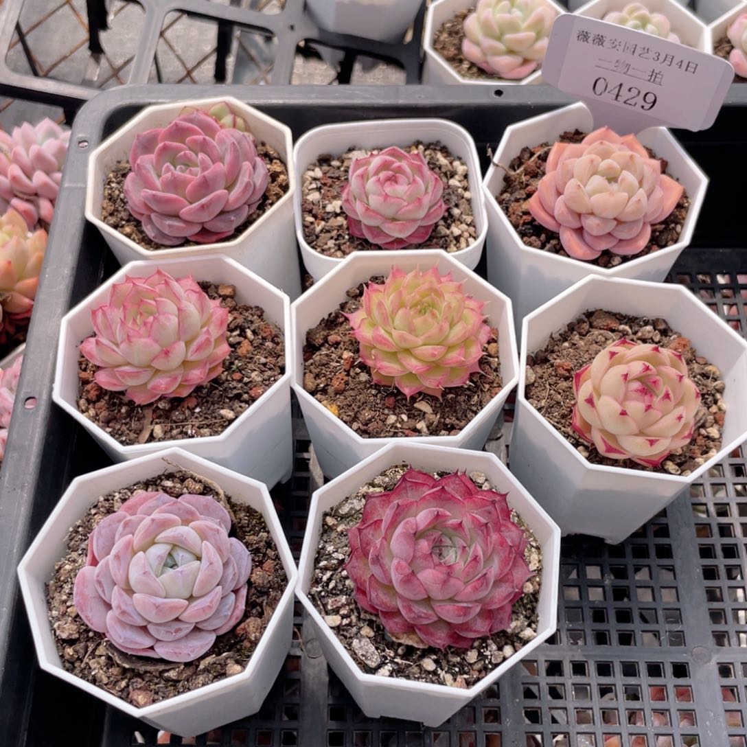薇薇安园艺多肉0429