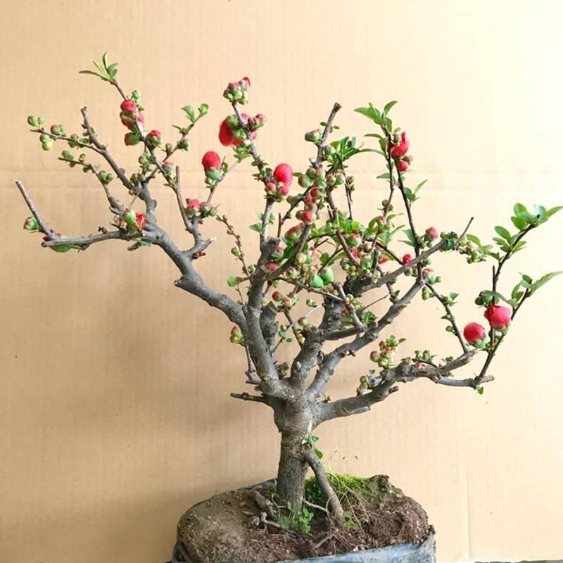 四季开花带花苞多色海棠花盆栽室内阳台耐旱花卉植物