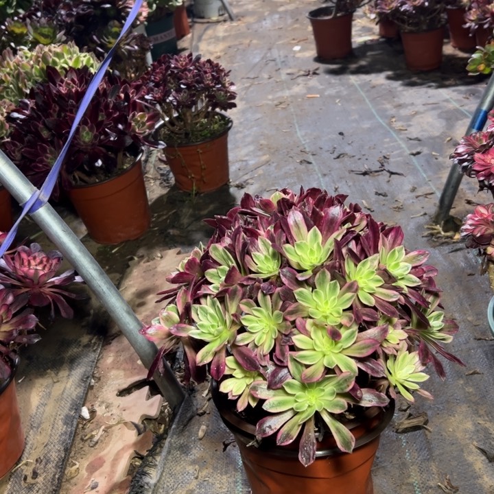 14白婚纱多肉多肉多肉多肉