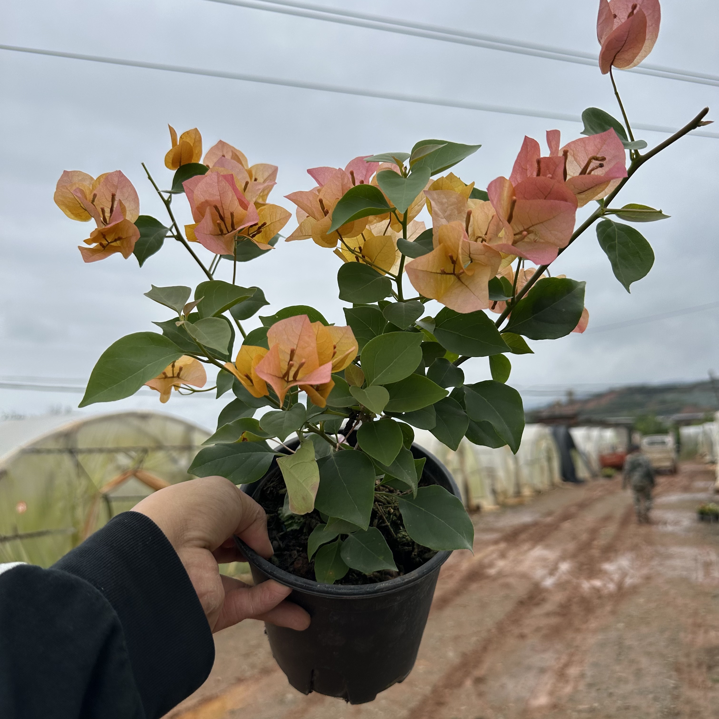 【金色光辉】勤花三角梅带花多色渐变盆栽可爬藤地栽原盆原土有根系