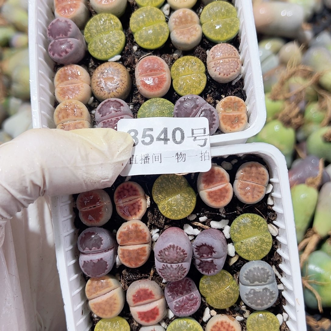 8540 好养易活生石花大母本两盆