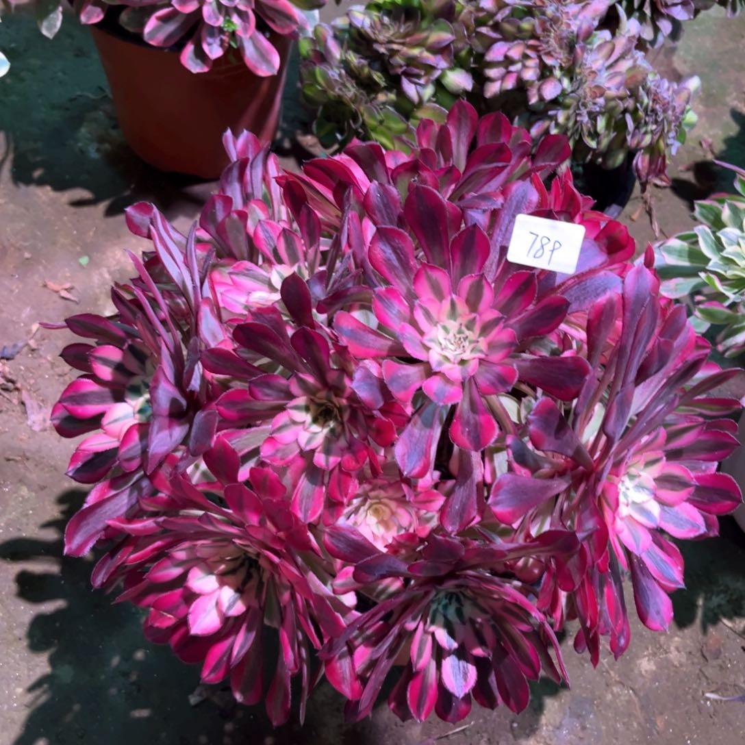 多肉植物红铜白789