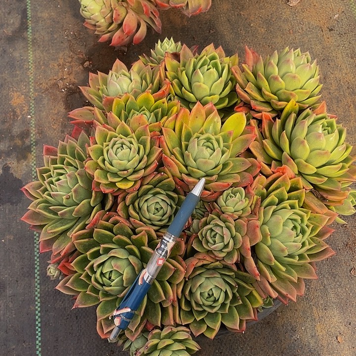 红女巫带盆土不包整39.8多肉