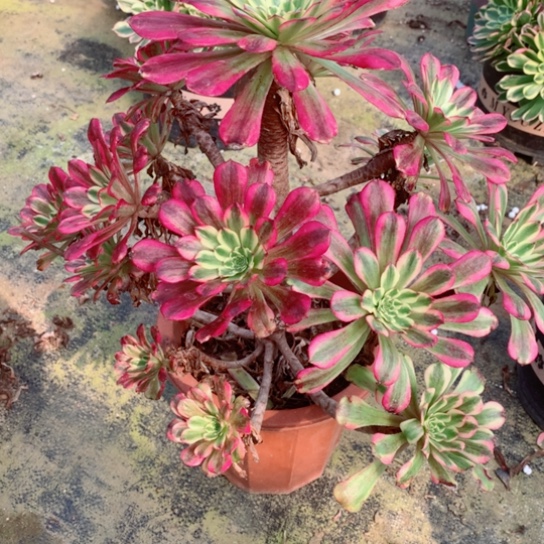 多肉植物维纳斯475