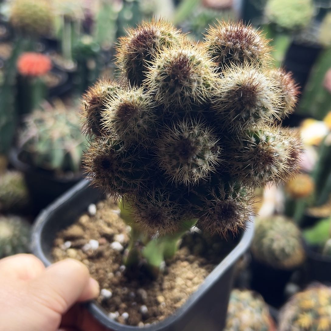 群生优波仙人球1111111111