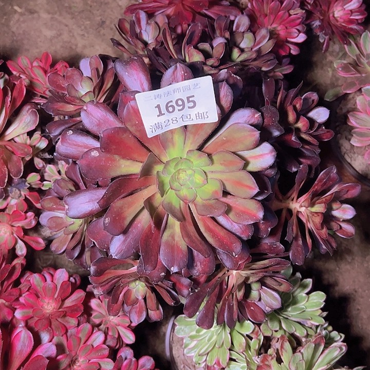 1695晚霞多肉植物2号