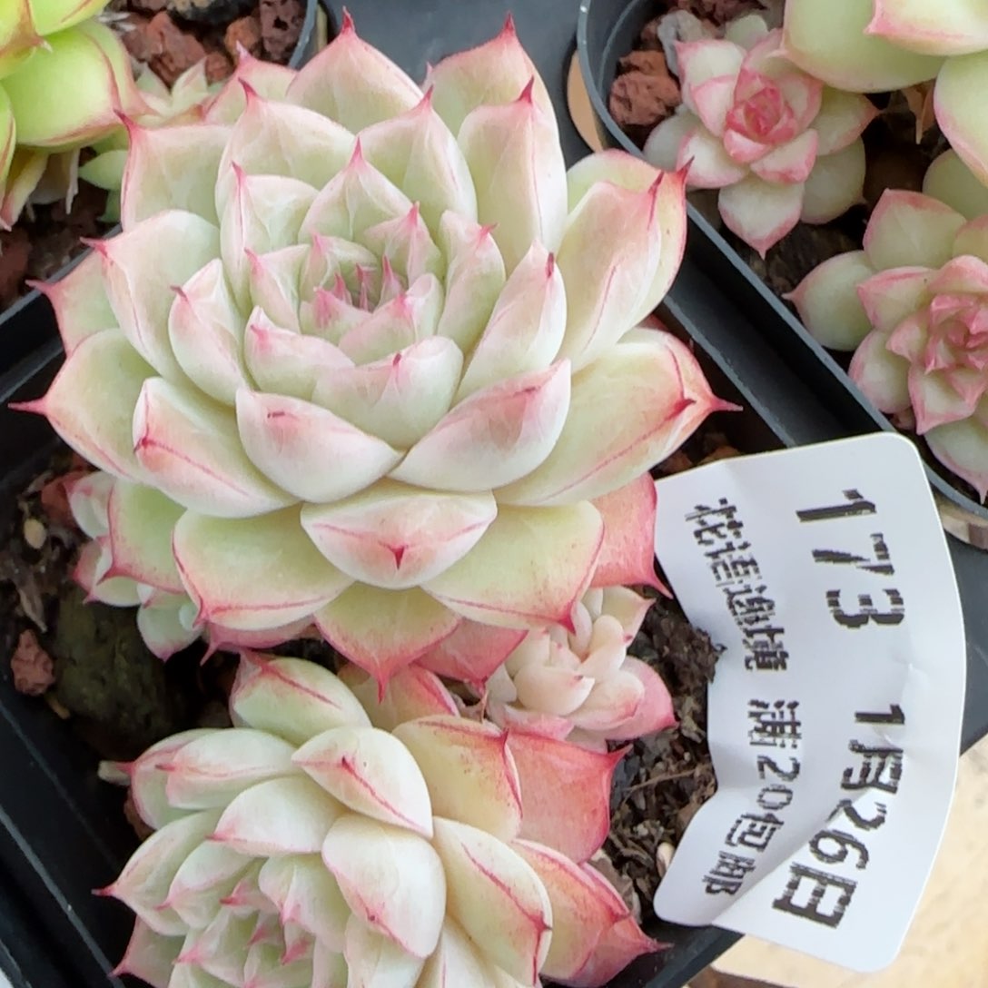 花语逸镜0126-173