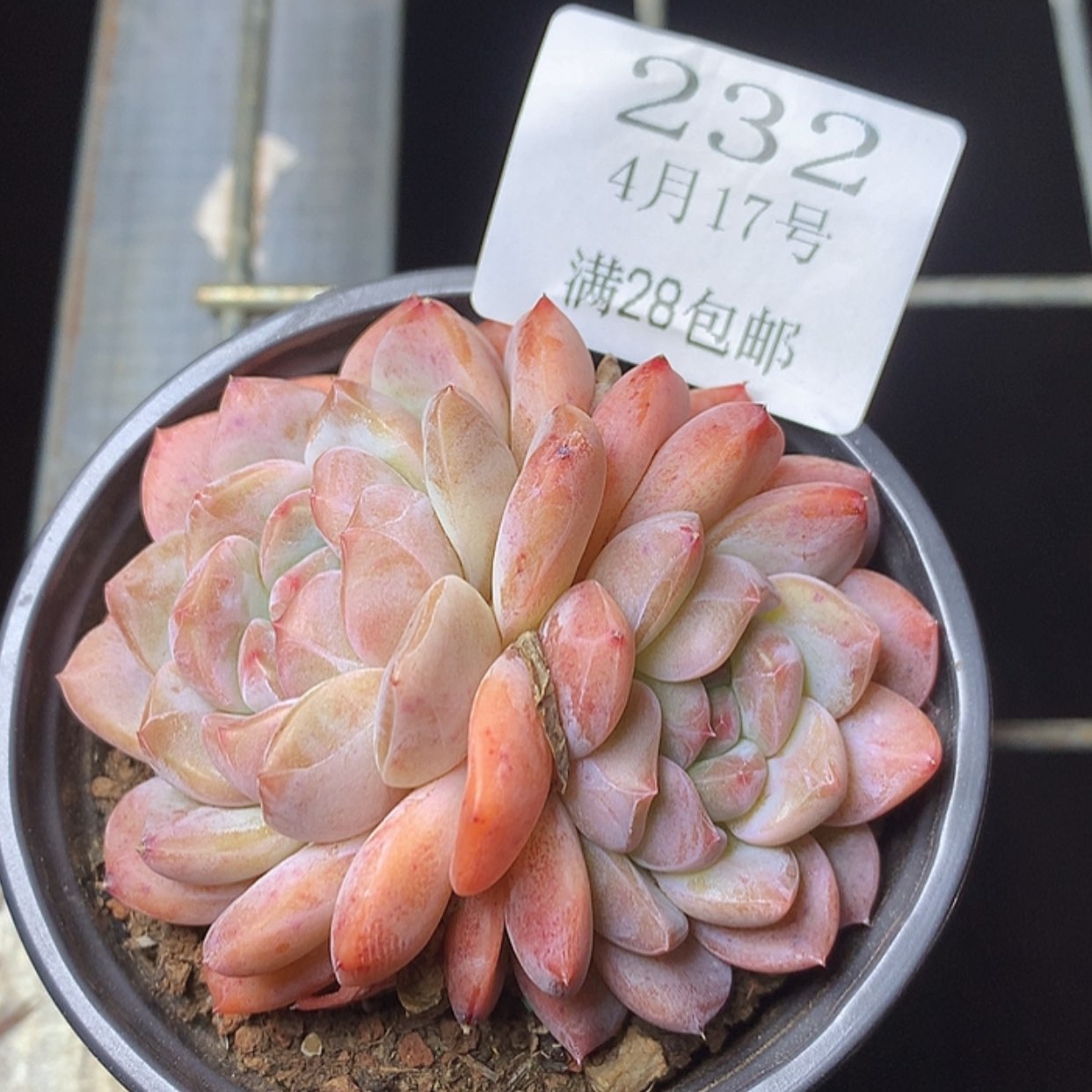 【闪购商品】云232号冰冰