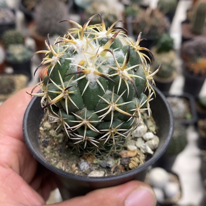 实生钢钉特价福利