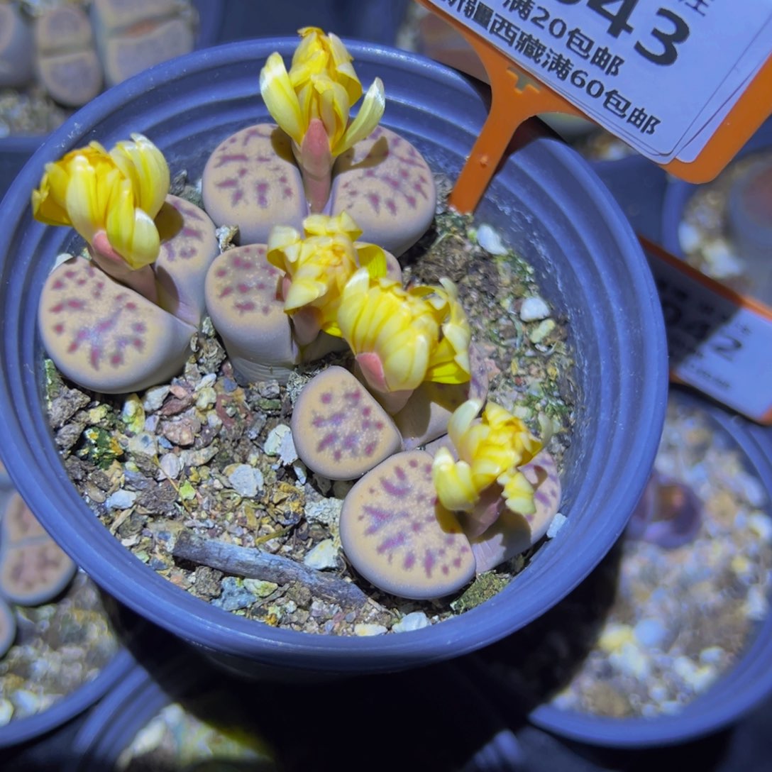 043 一物一拍，默认有伤，介意勿拍，不退不换