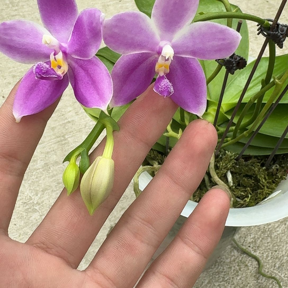 当前无花栽培后可以开花l244 瑕疵八寸文森特