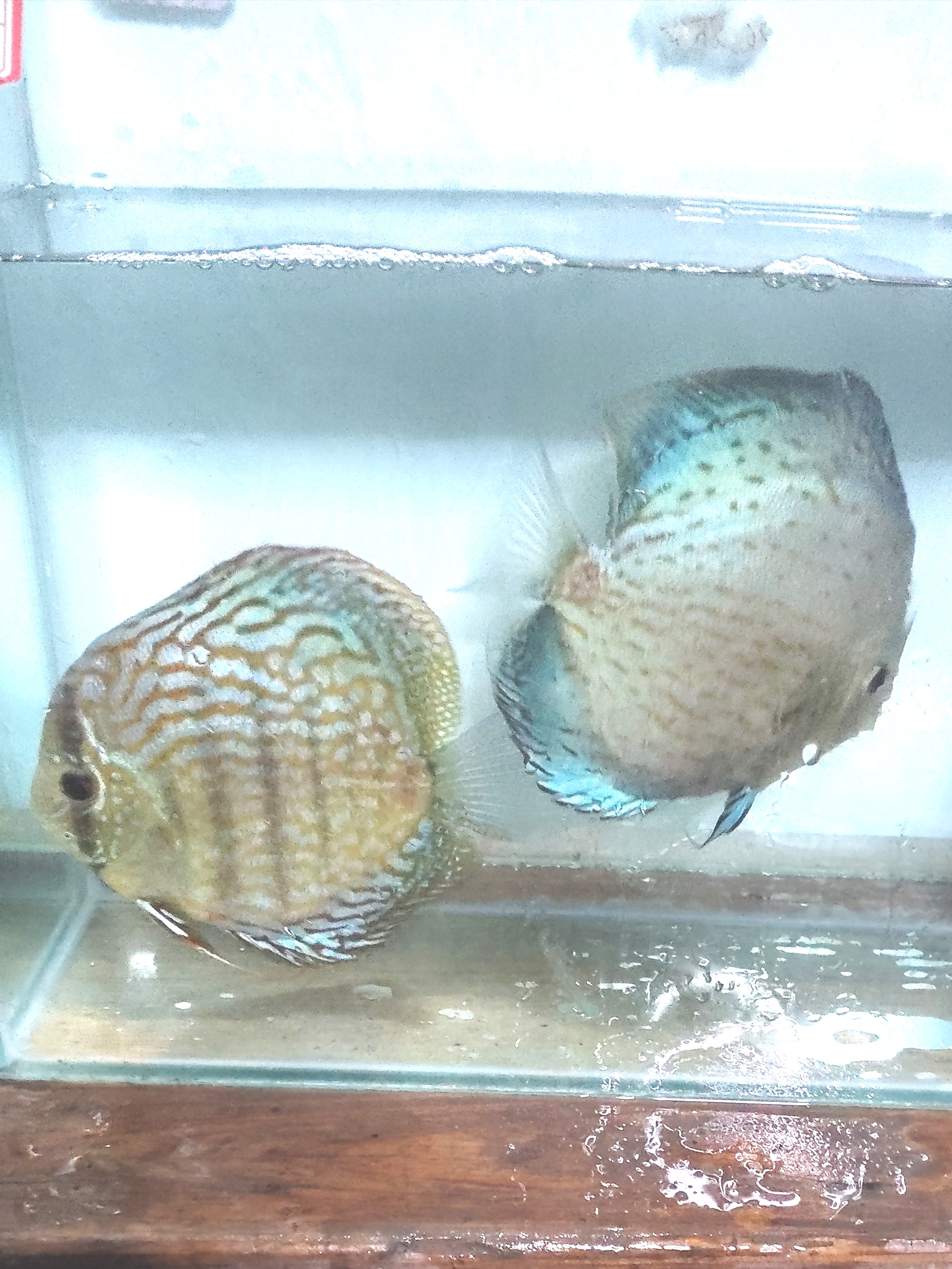 高端稀有马甲球曼龙球鱼热带淡水观赏鱼好养