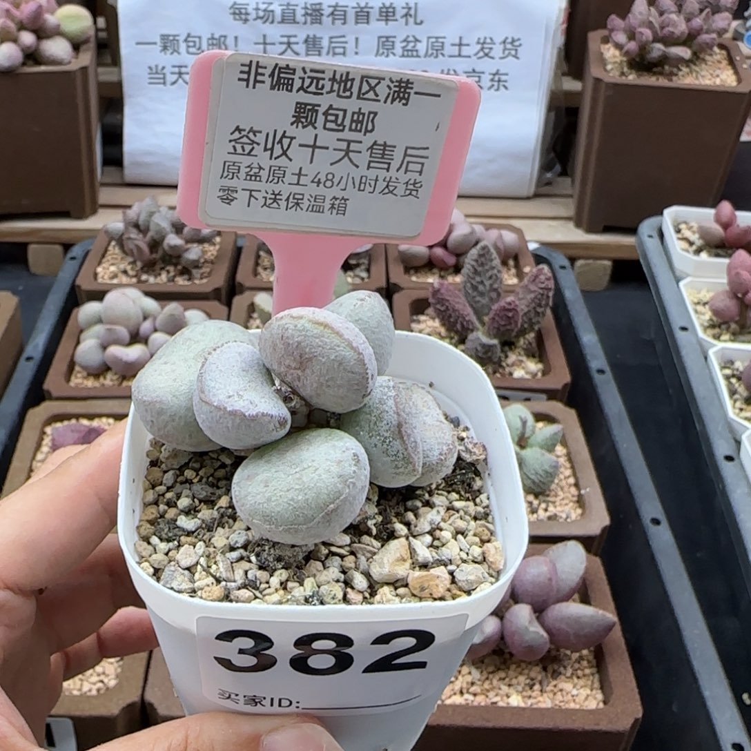 382，硬叶白蛋多肉植物