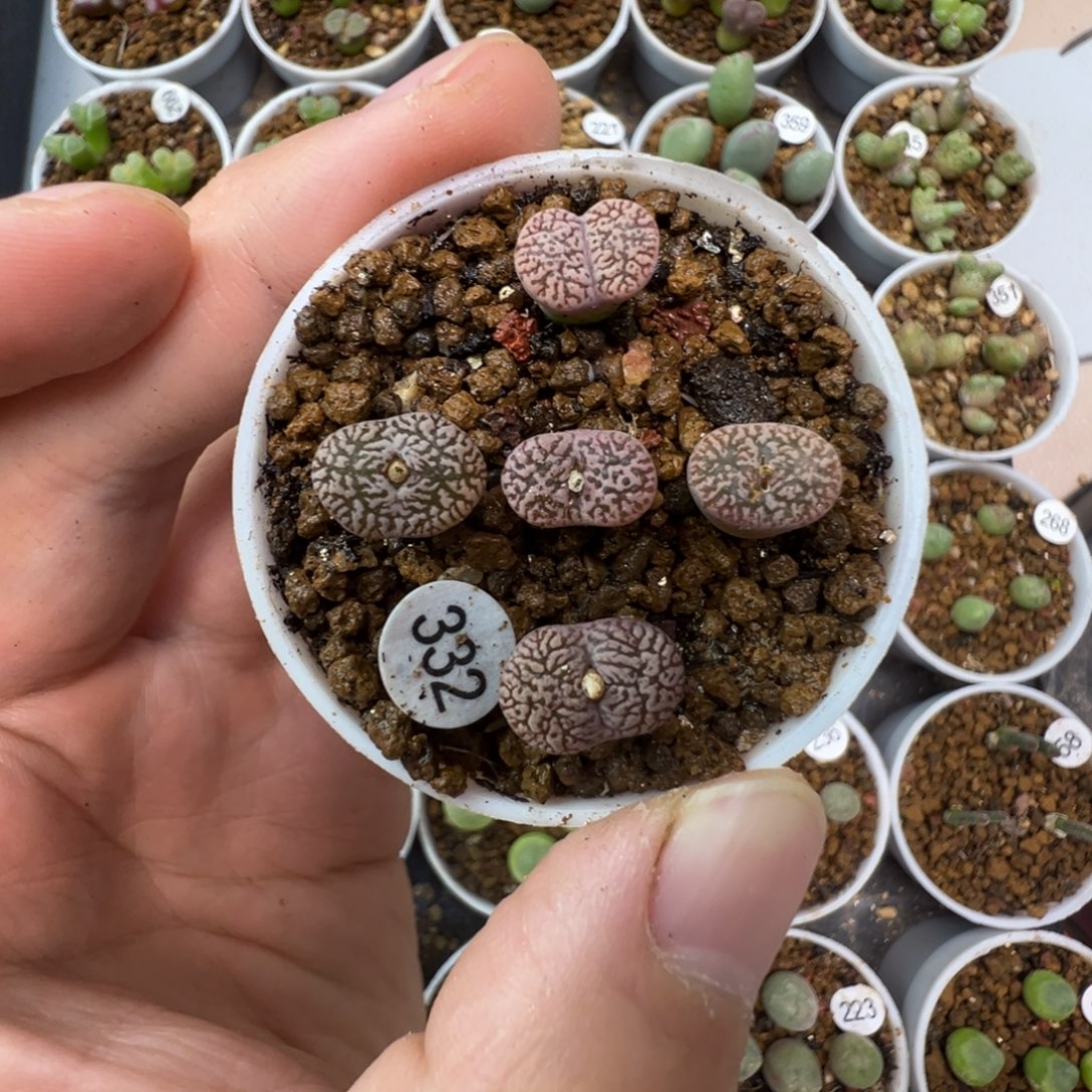 紫鸟一颗脱土3320000