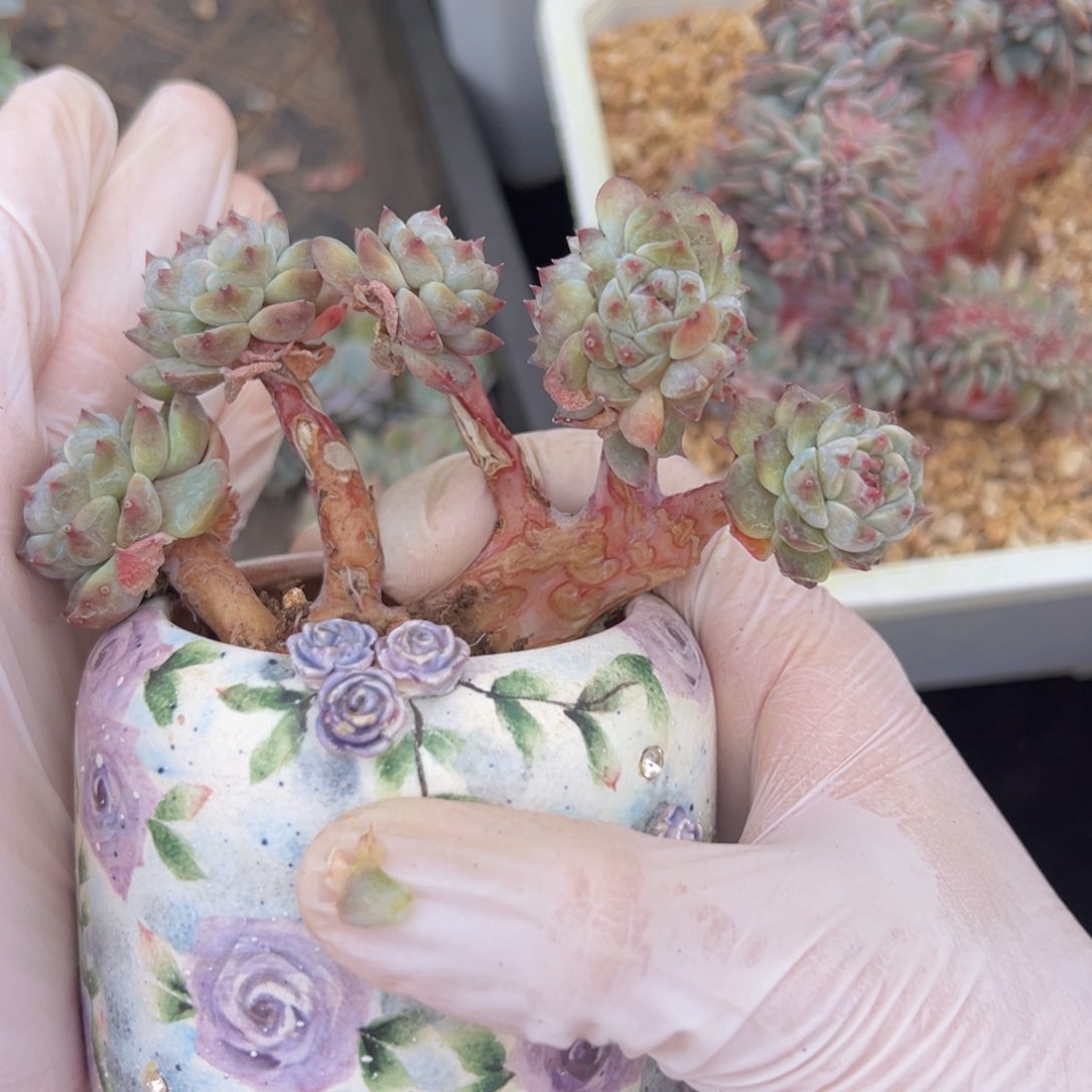 新年快乐 新年快乐 新年快乐