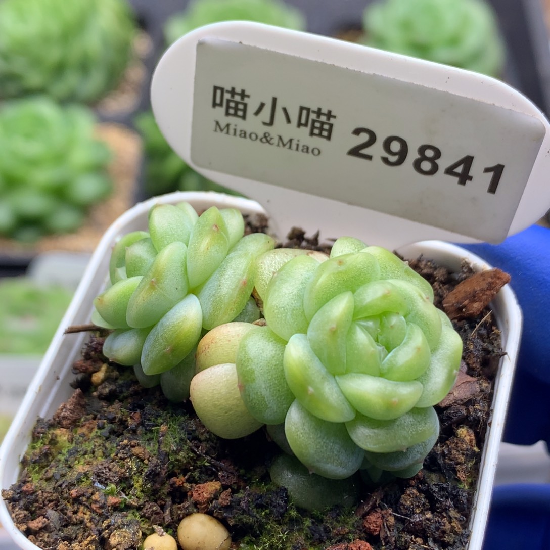 多肉植物杂交珍妮
