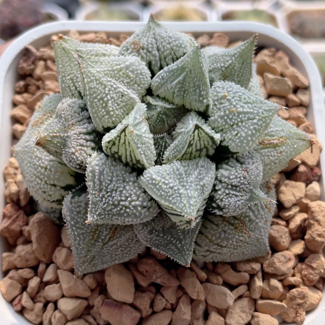 51 天使寿  十二卷